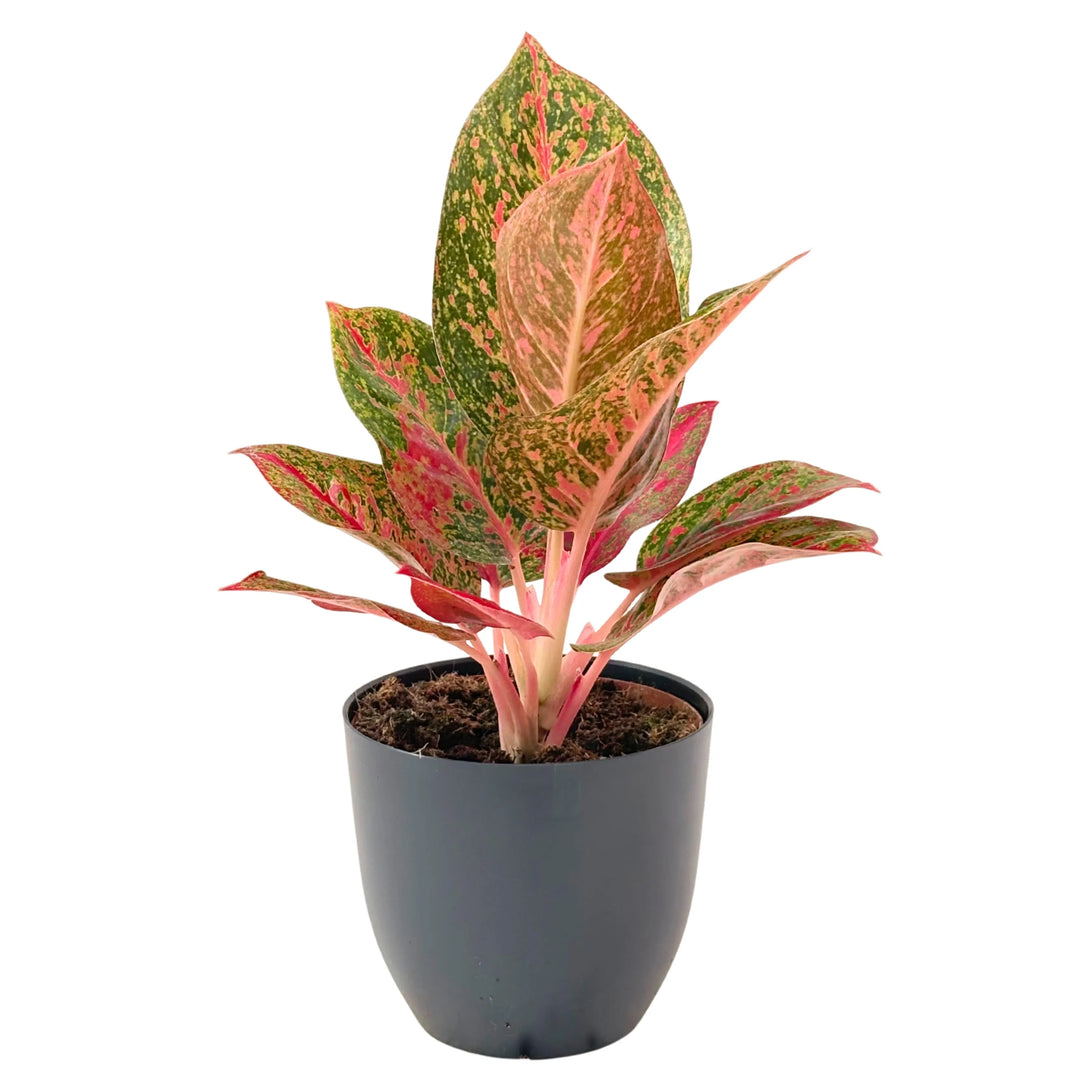 Aglaonema Sab Mongkol con foglie variegate di rosso e verde, presentata in vaso antracite elegante su sfondo bianco.