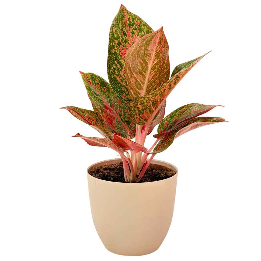 Pianta Aglaonema Sab Mongkol in vaso avorio, foglie verdi con variegature rosse e rosa intenso, ideale per interni moderni.