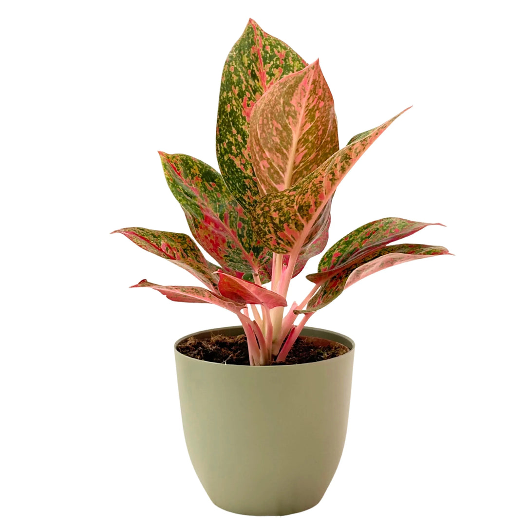 Aglaonema Sab Mongkol con fogliame decorativo rosso-verde, in vaso verde rosmarino dal design minimal.