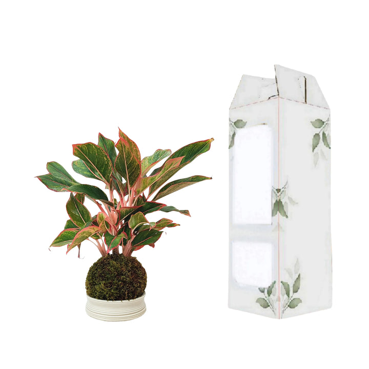Aglaonema Sam Orlala in kokedama con packaging regalo decorato, ideale per doni green e sostenibili.
