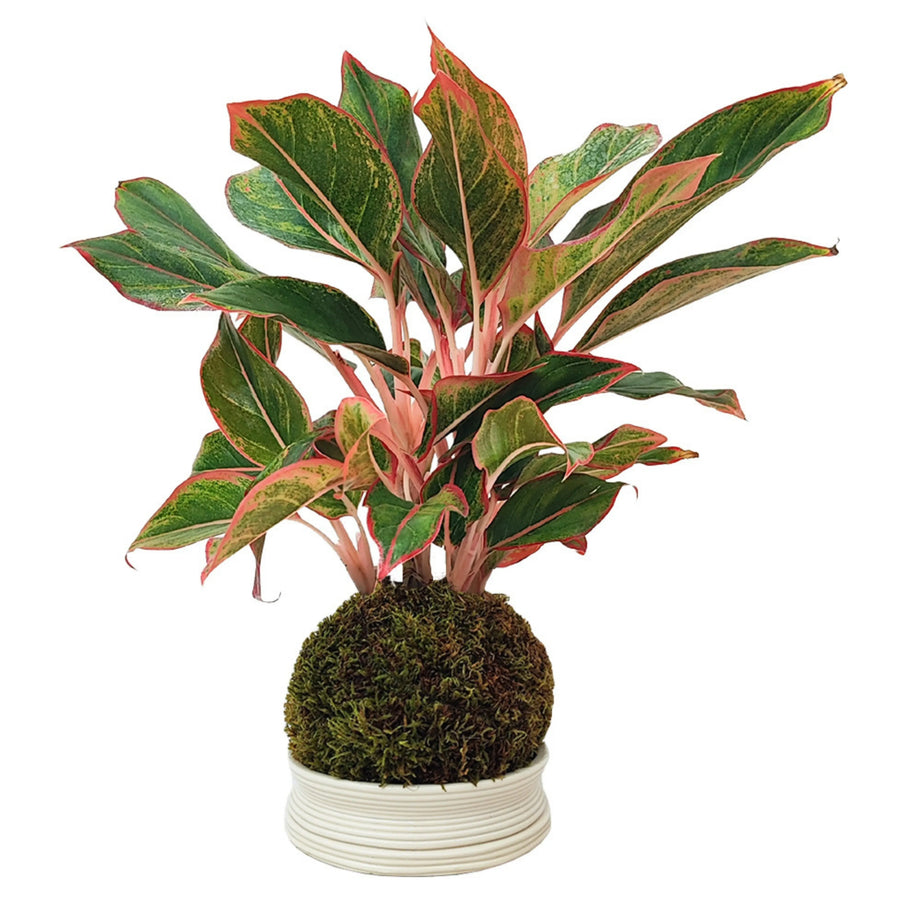 Aglaonema Sam Orlala in kokedama con foglie verde scuro e margini rosa, esposta su supporto in ceramica bianca.