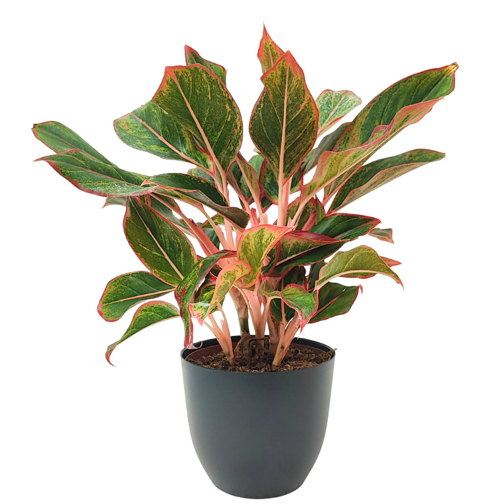 Aglaonema Sam Orlala in vaso antracite, fogliame fitto con venature rosse e verdi, fotografata frontalmente.