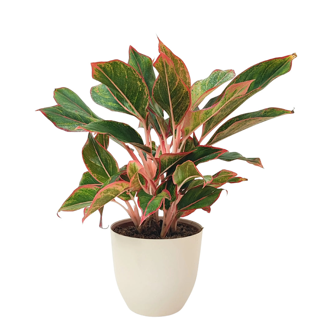 Pianta di Aglaonema Sam Orlala in vaso bianco, con foglie verde scuro e screziature rosso intenso, ripresa frontalmente su sfondo bianco.
