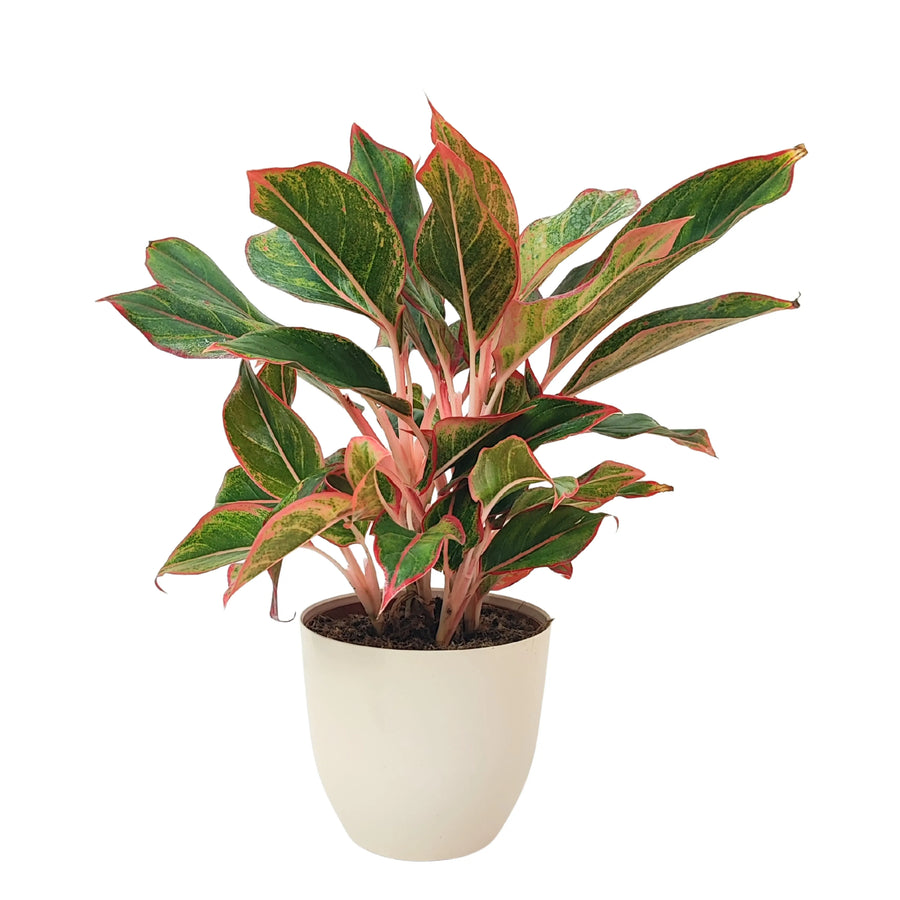 Pianta di Aglaonema Sam Orlala in vaso bianco, con foglie verde scuro e screziature rosso intenso, ripresa frontalmente su sfondo bianco.