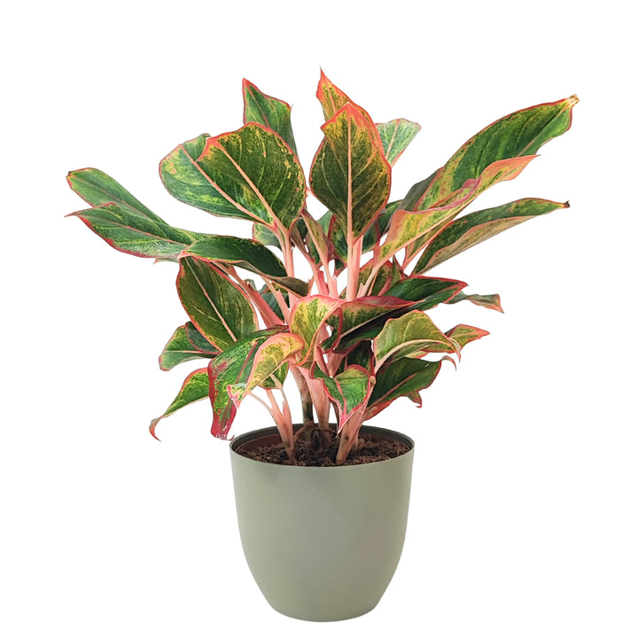 Pianta Aglaonema Sam Orlala in vaso verde rosmarino, foglie variegate verdi e rosse, vista frontale su sfondo neutro.