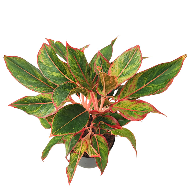 Aglaonema Sam Orlala vista dall’alto, con disposizione radiale delle foglie verdi bordate di rosso.