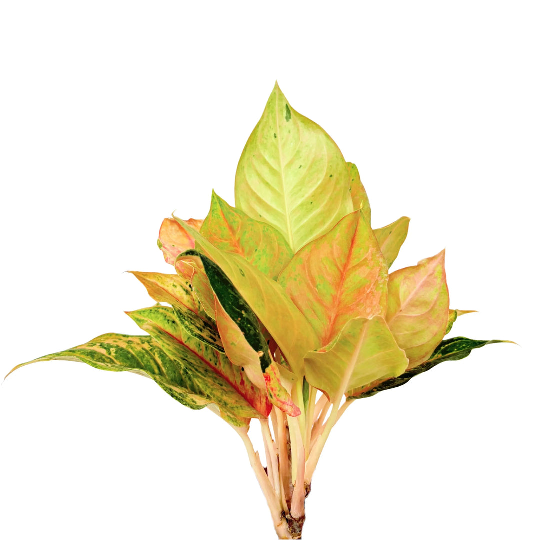 Dettaglio delle foglie pastello di Aglaonema Sam, con sfumature arancio e rosa.