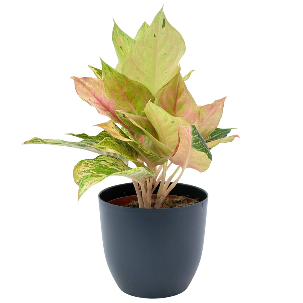 Aglaonema Sam Pastel in vaso antracite, pianta tropicale dai colori caldi.