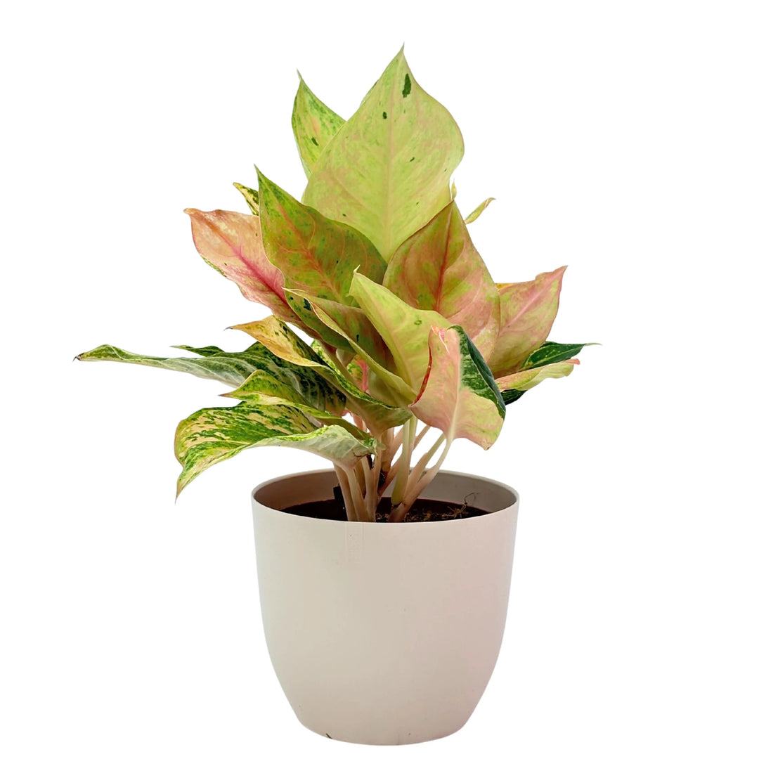 Aglaonema Sam Pastel in vaso avorio, foglie variegate in tonalità verde, rosa e pesca.