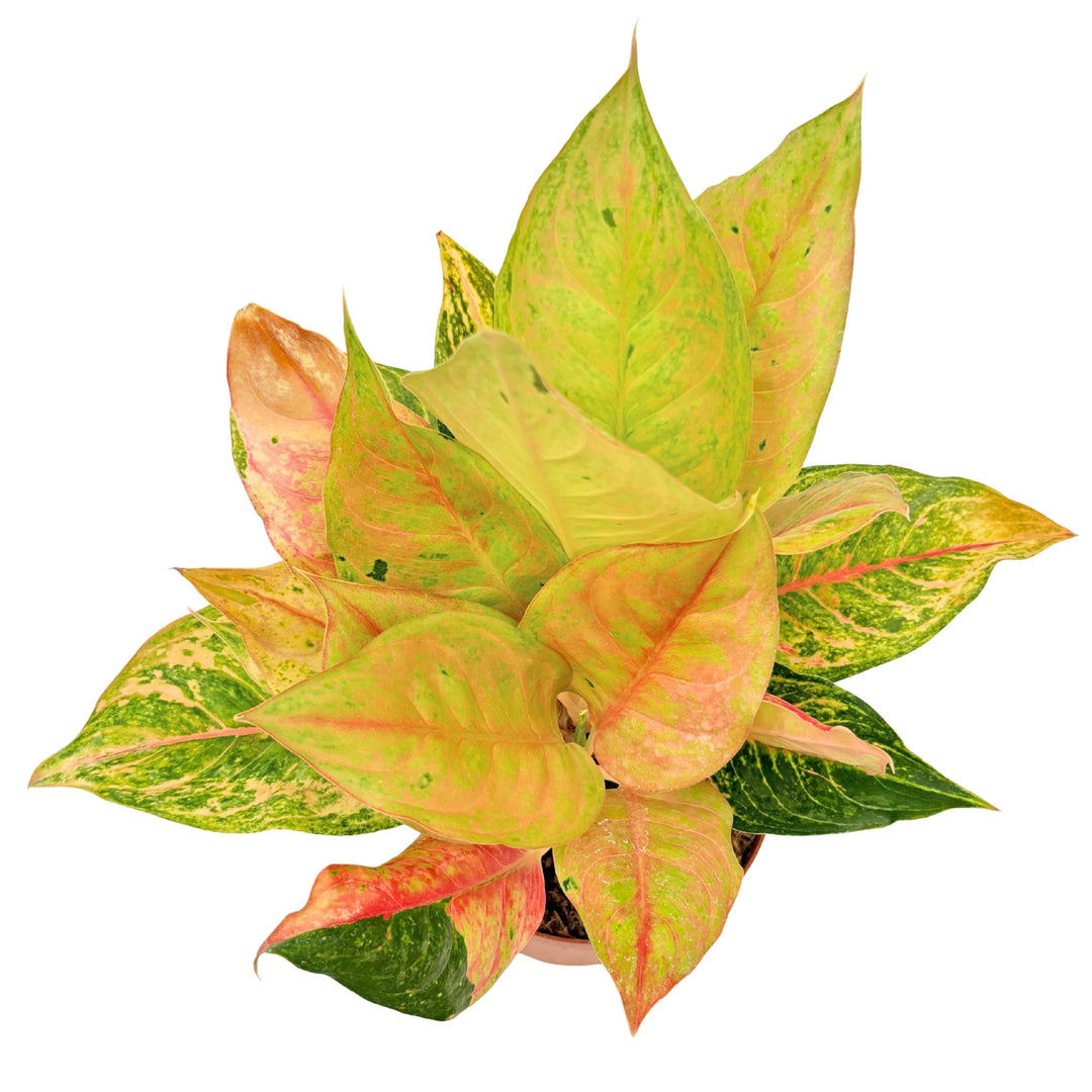 Vista dall’alto dell’Aglaonema Sam Pastel, con chioma compatta e multicolore.