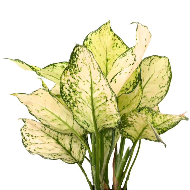 Primo piano delle foglie dell’Aglaonema White Kiwi con margini verde scuro e centro crema