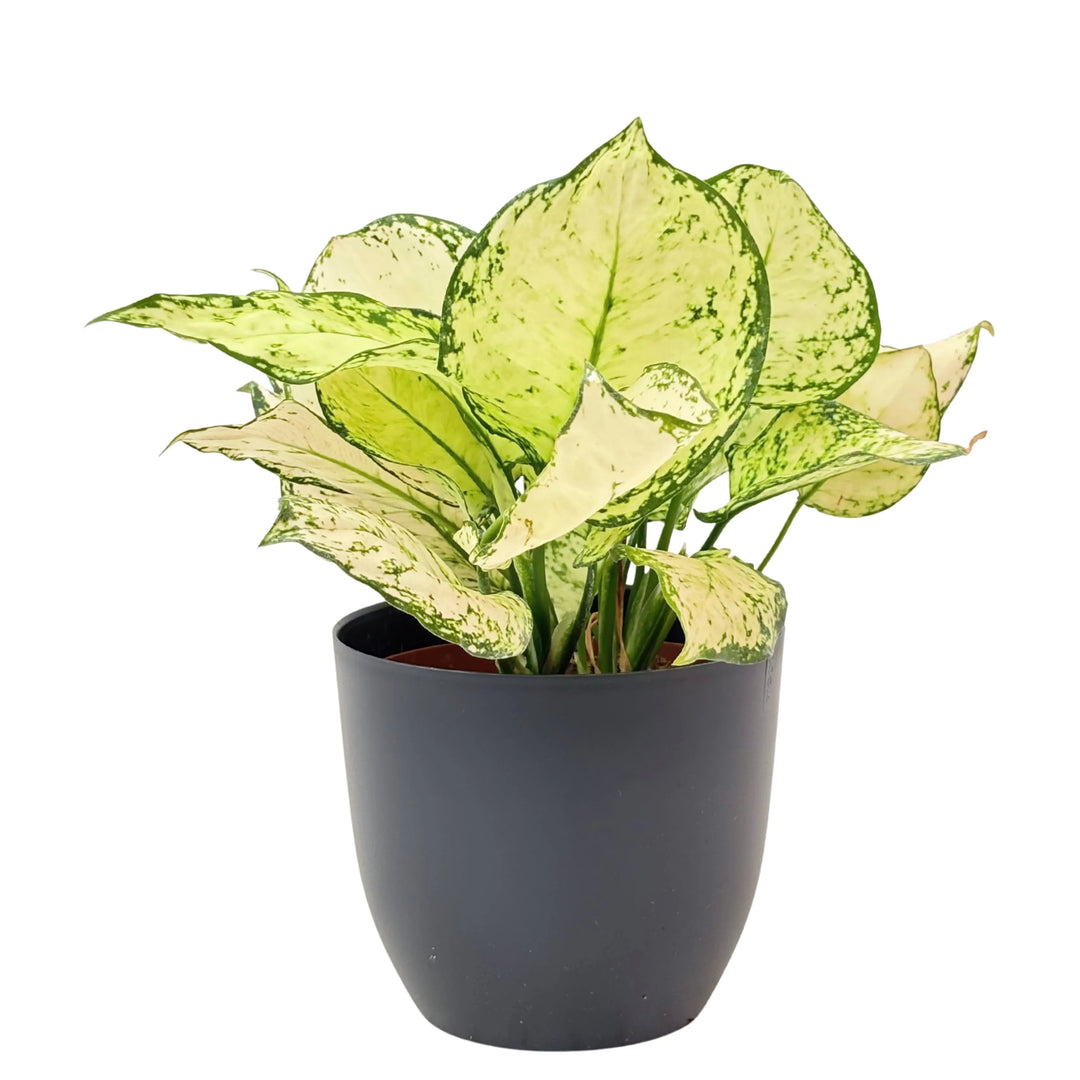 Aglaonema White Kiwi in vaso antracite, pianta decorativa da interno a bassa manutenzione