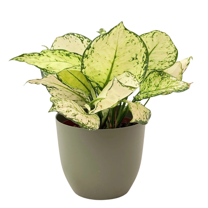 Aglaonema White Kiwi in vaso verde rosmarino, perfetta per ambienti contemporanei e minimal