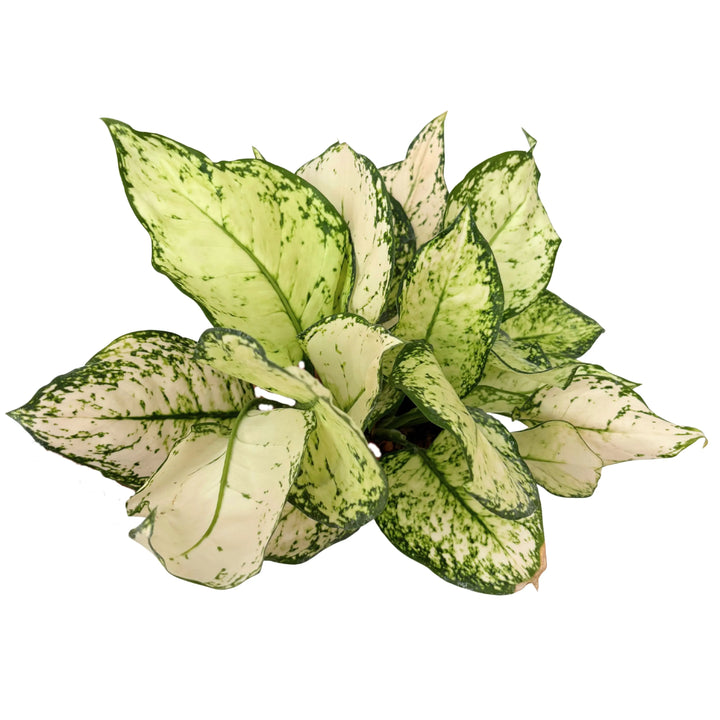 Aglaonema White Kiwi vista dall’alto, disposizione compatta e fogliame decorativo