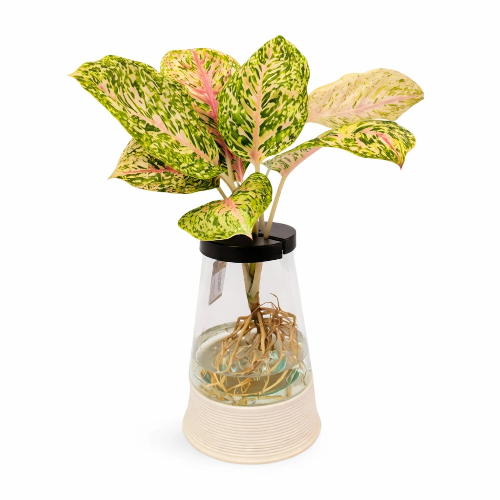 Piante verdi mix in idrocultura con luce