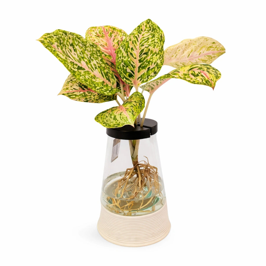 i Giardini di Giulia 