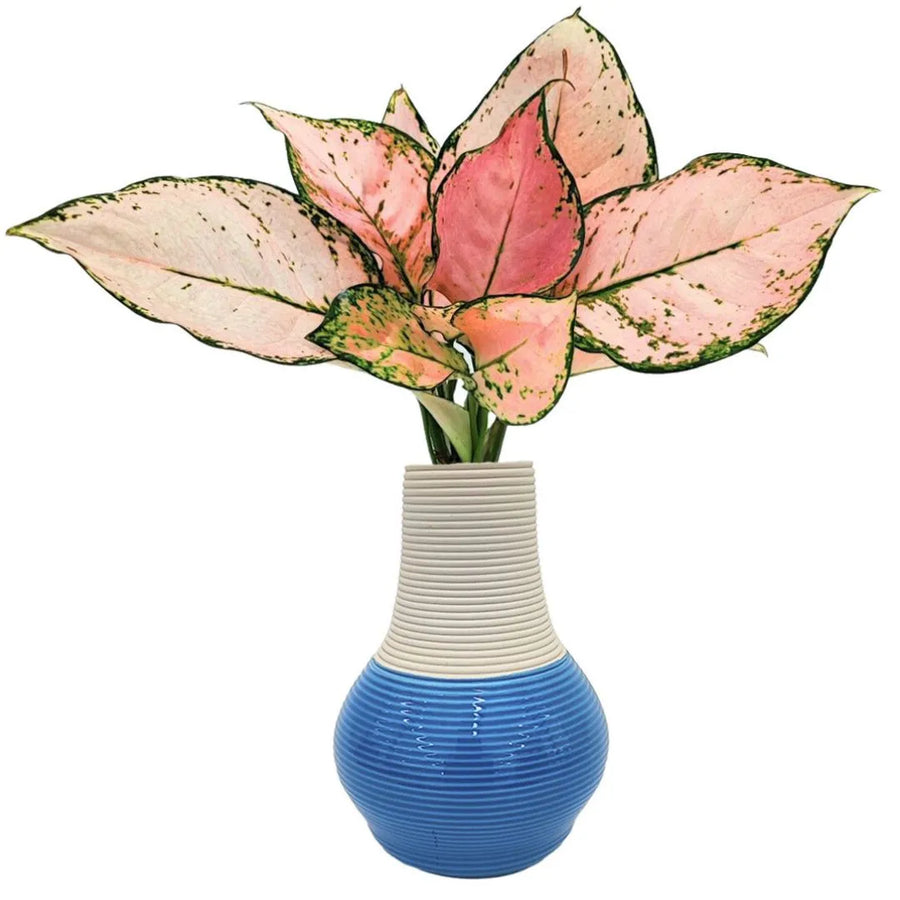 Aglaonema Lucky Red in idrocultura con vaso artigianale in argilla bicolore, vista frontale su sfondo bianco