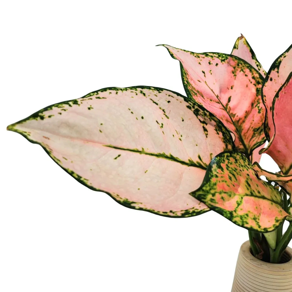 Dettaglio foglia di Aglaonema Lucky Red con variegature rosa e margini verdi intensi
