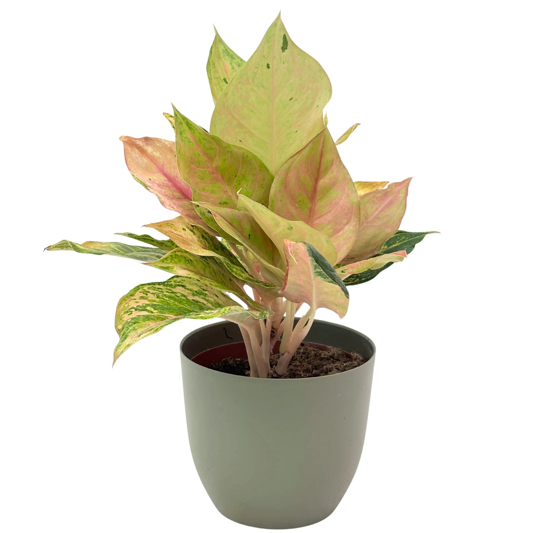 Aglaonema Sam in vaso decorativo verde, pianta ornamentale da interno con foglie rosa e verdi