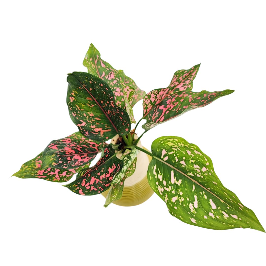 Vista dall’alto dell’Aglaonema Pink Beauty in idrocultura con foglie disposte a raggiera, all’interno di un vaso tornito in argilla a finitura lucida e opaca.