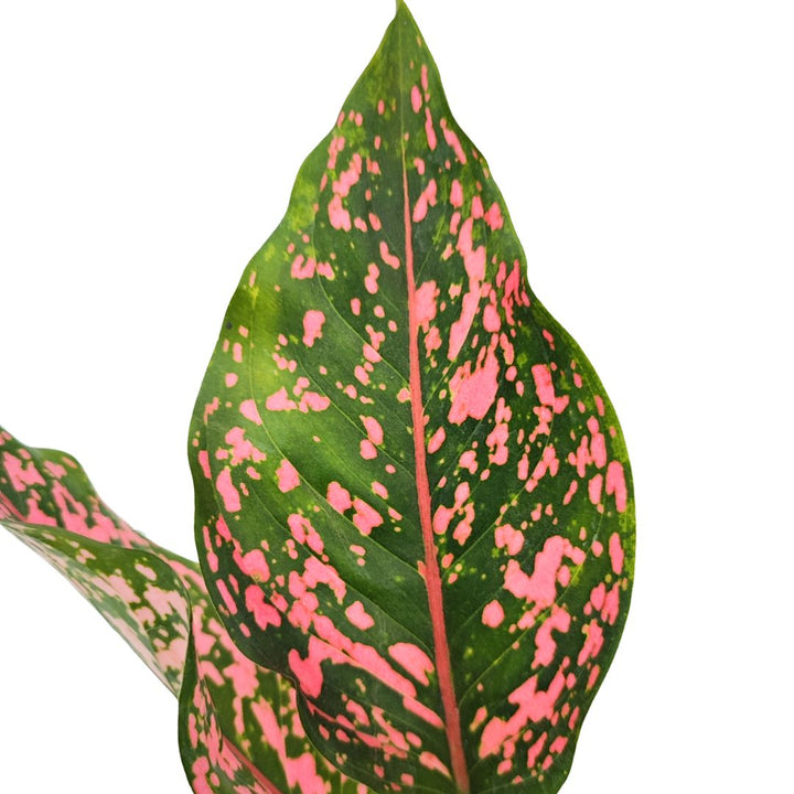 Primo piano di una foglia di Aglaonema Pink Beauty, con venature rosa acceso su fondo verde scuro, caratterizzata da forma lanceolata e margini lisci.