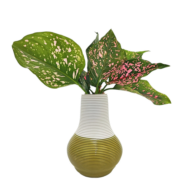 Aglaonema Pink Beauty in idrocultura con vaso artigianale in argilla a righe, bicolore bianco e verde oliva, perfetta per arredamento d’interni con piante ornamentali.