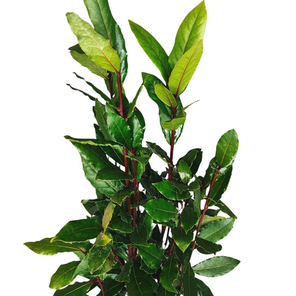 Alloro - Laurus Nobilis D. 18 cm Altezza 120 cm - i Giardini di Giulia