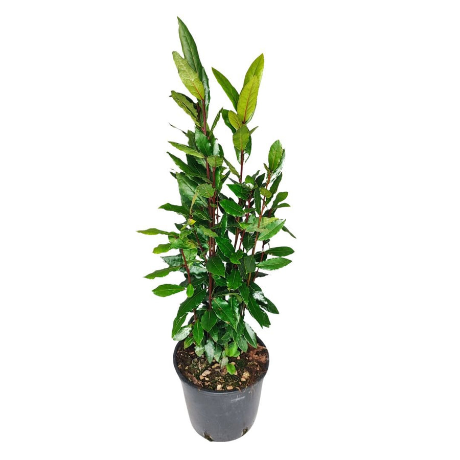 Alloro - Laurus Nobilis D. 18 cm Altezza 120 cm - i Giardini di Giulia