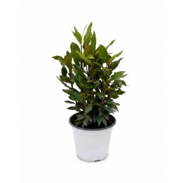 Alloro laurus nobilis pianta aromatica in vaso con foglie verdi su sfondo bianco