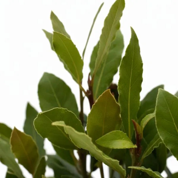 Dettaglio foglie verdi di alloro laurus nobilis pianta aromatica da esterno