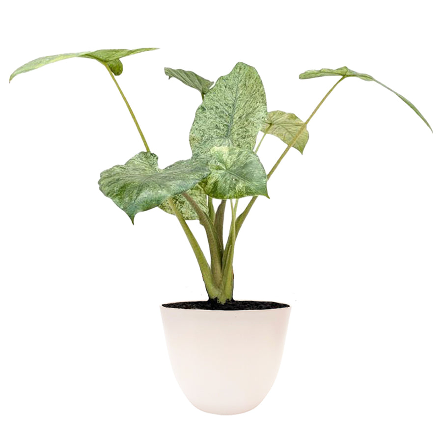 immagine mostra la pianta con foglie verdi con variegature color crema messa in un vaso bianco 