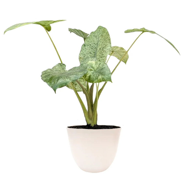 immagine mostra la pianta con foglie verdi con variegature color crema messa in un vaso bianco 