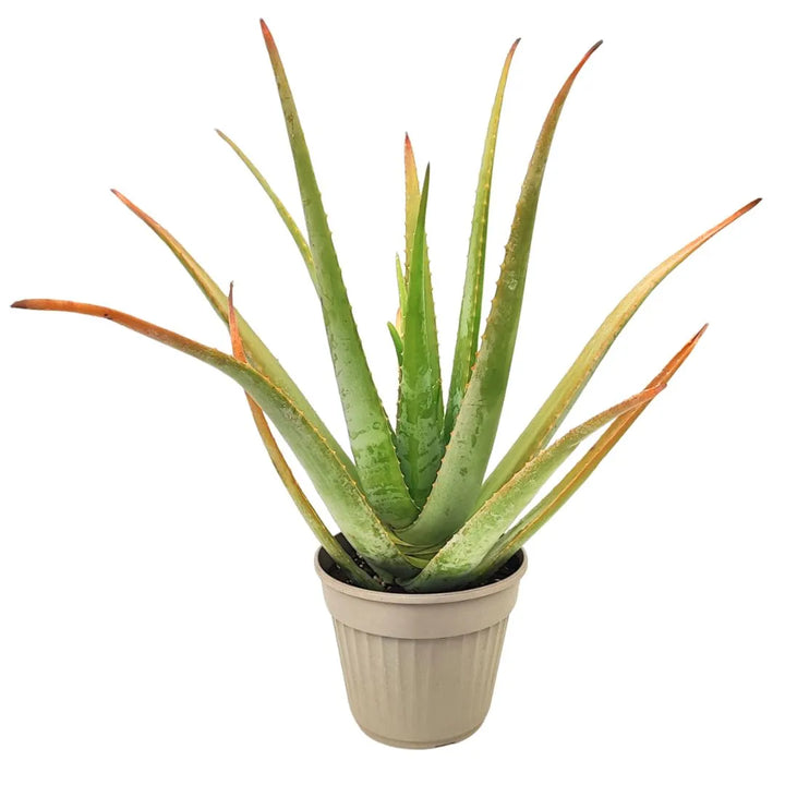 Aloe vera vaso 24 cm - i Giardini di Giulia  