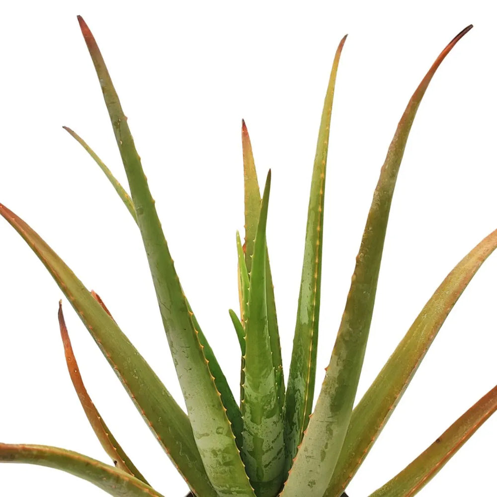 Aloe vera vaso 24 cm - i Giardini di Giulia  