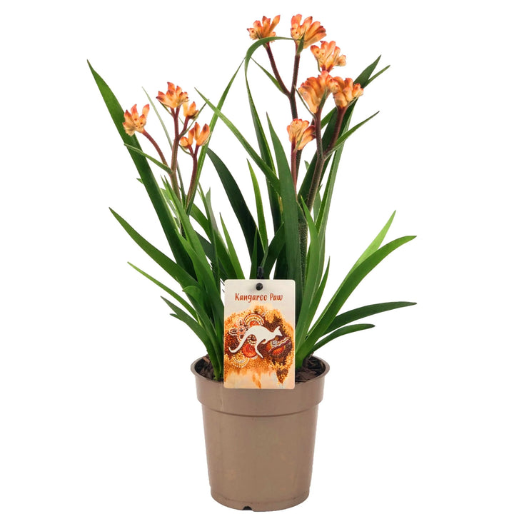 Anigozanthos Beauty con fiori vellutati arancio chiaro in vaso da 12 cm, pianta da esterno alta 40 cm conosciuta come Zampa di Canguro.
