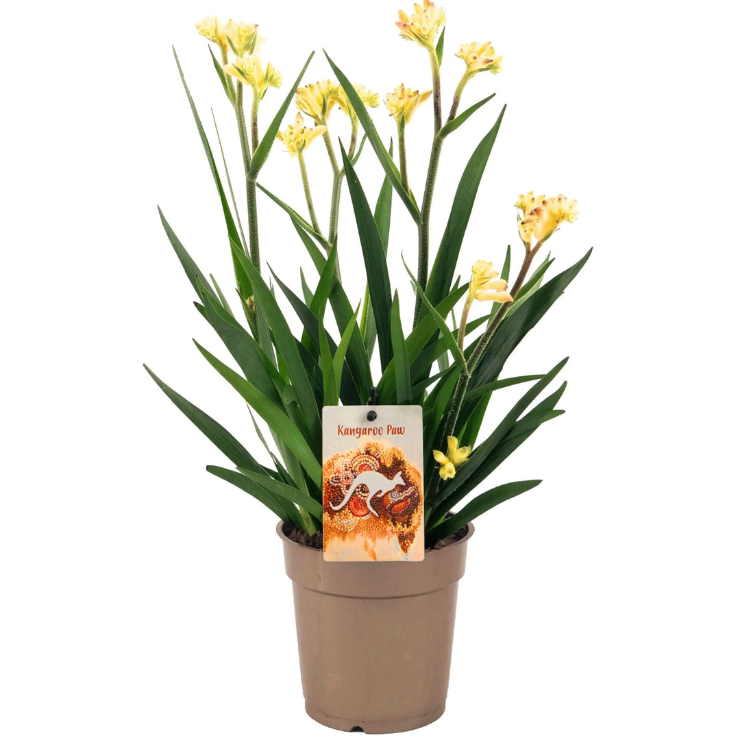 Anigozanthos Beauty in vaso da 12 cm, con fiori rossi vellutati e foglie verdi a lama, pianta alta 40 cm nota come Zampa di Canguro.