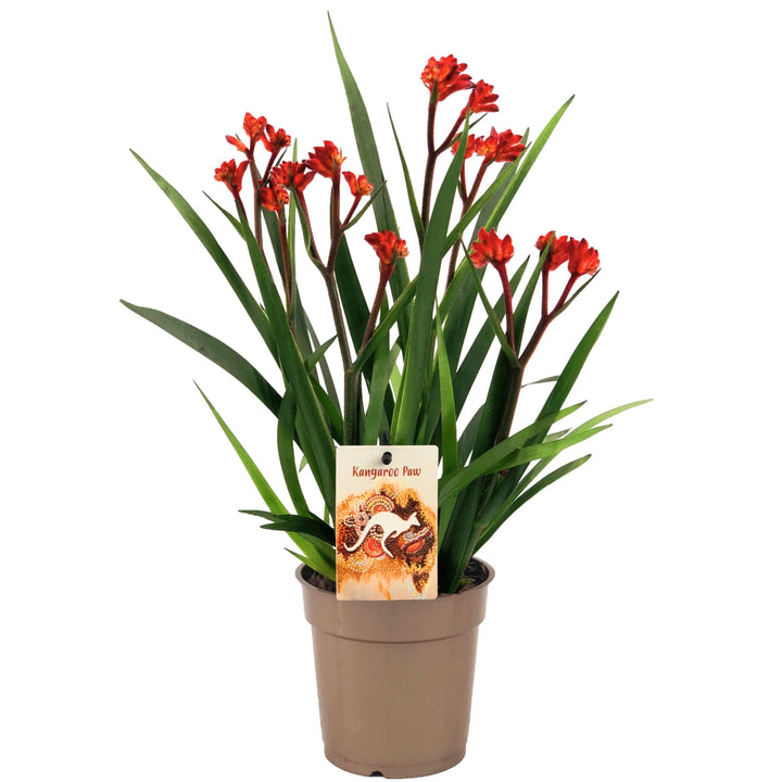 Pianta di Anigozanthos Beauty in vaso di plastica beige da 12 cm, con foglie verdi sottili e fiori rossi vellutati a forma di zampa di canguro, altezza 40 cm.