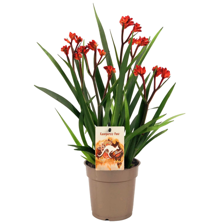 Pianta di Anigozanthos Beauty in vaso di plastica beige da 12 cm, con foglie verdi sottili e fiori rossi vellutati a forma di zampa di canguro, altezza 40 cm.