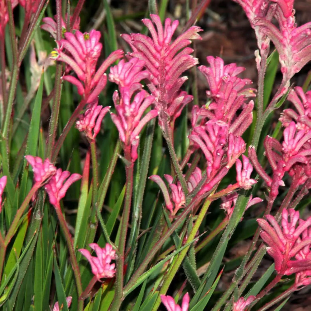 Dettaglio dei fiori rosa vellutati dell’Anigozanthos Zampa di Canguro