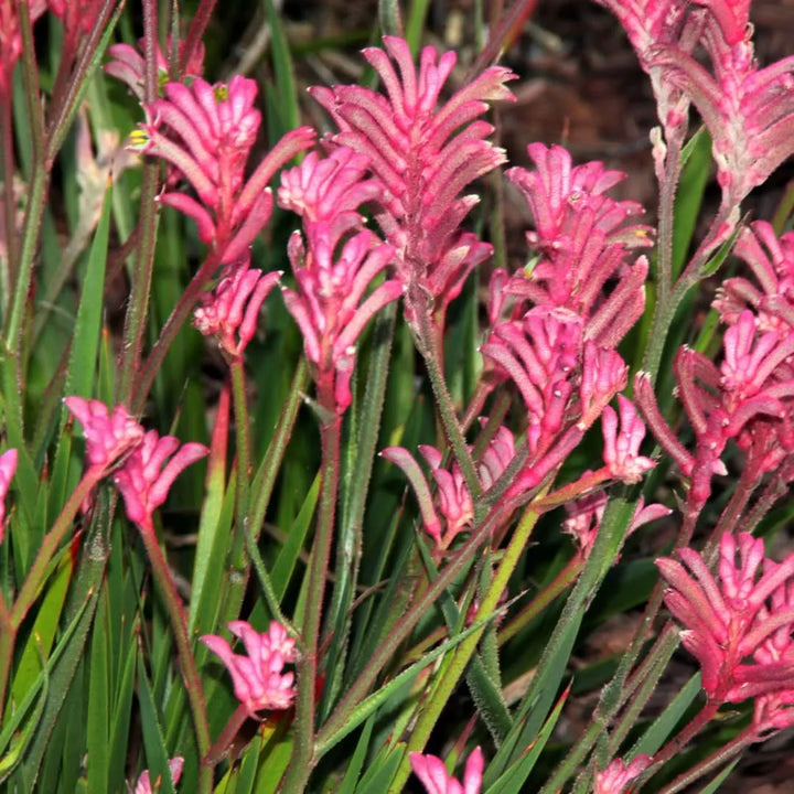 Dettaglio dei fiori rosa vellutati dell’Anigozanthos Zampa di Canguro