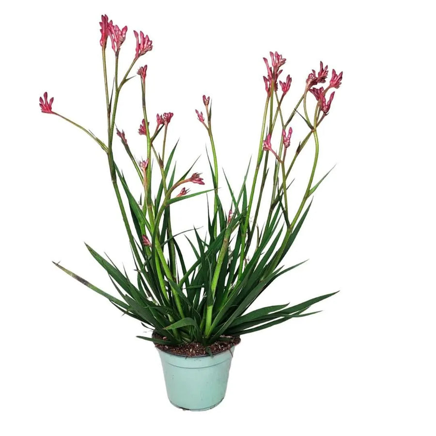 Anigozanthos in vaso Ø14 cm con fiori rosa, pianta da esterno slanciata