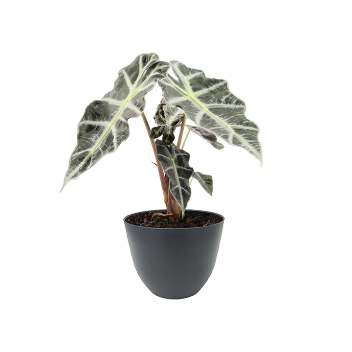 Alocasia Polly altezza 30 cm - i Giardini di Giulia 
