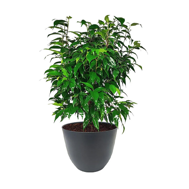 Ficus Benjamin in vaso - i Giardini di Giulia 