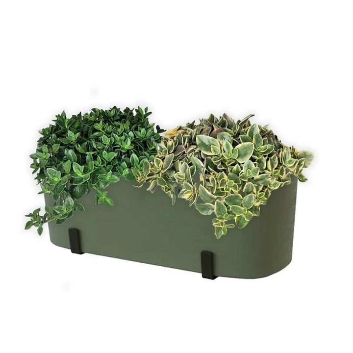 Fioriera verde con Aptenia in cascata – dettaglio