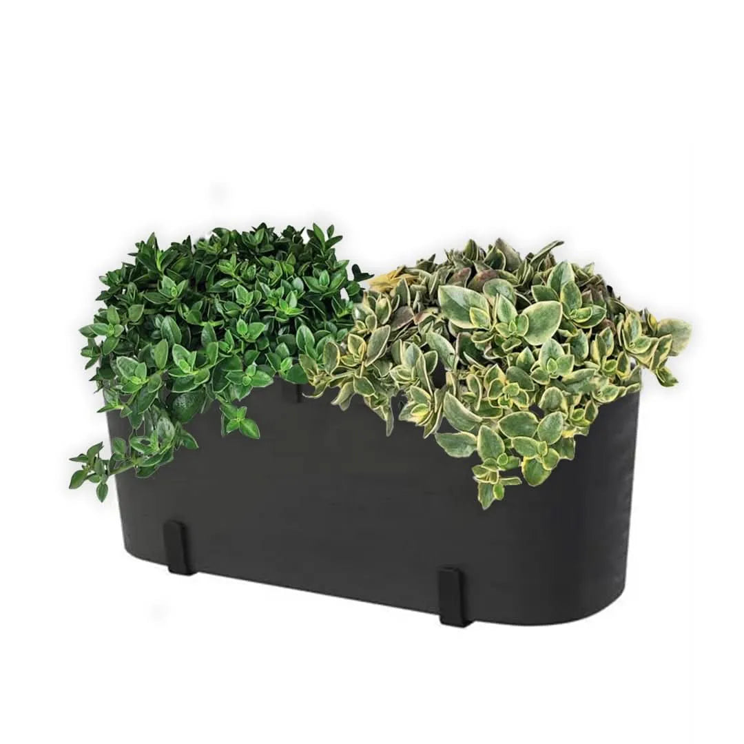 Fioriera nera con Aptenia in cascata – dettaglio