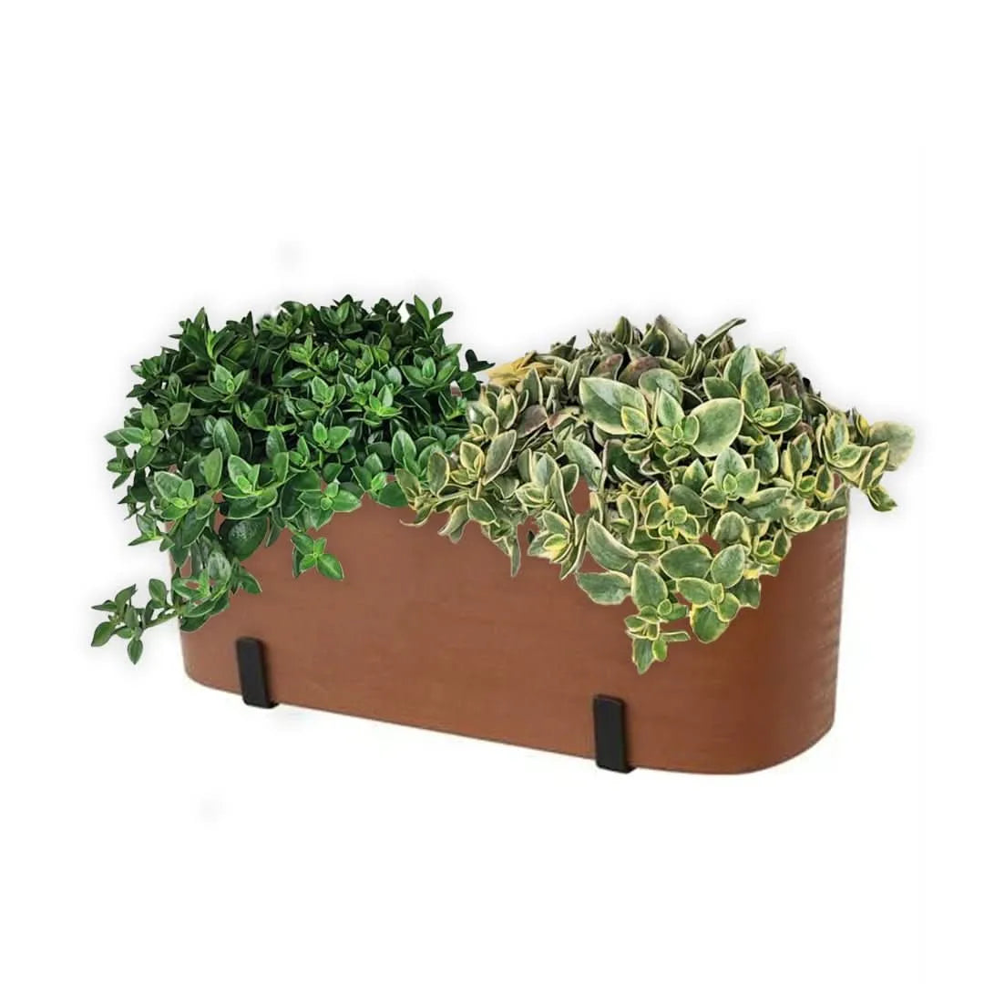 Fioriera con 2 Aptenia verdi e variegate – I Giardini di Giulia