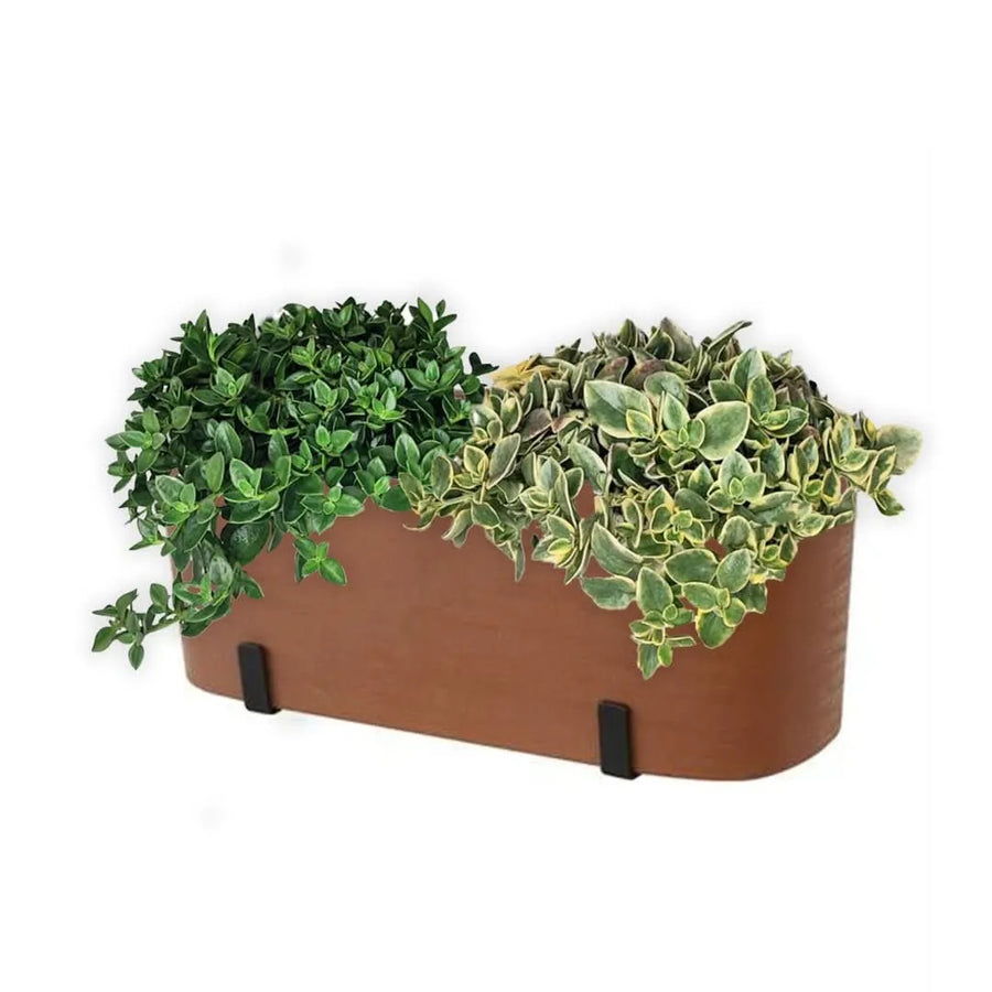 Fioriera con 2 Aptenia verdi e variegate – I Giardini di Giulia