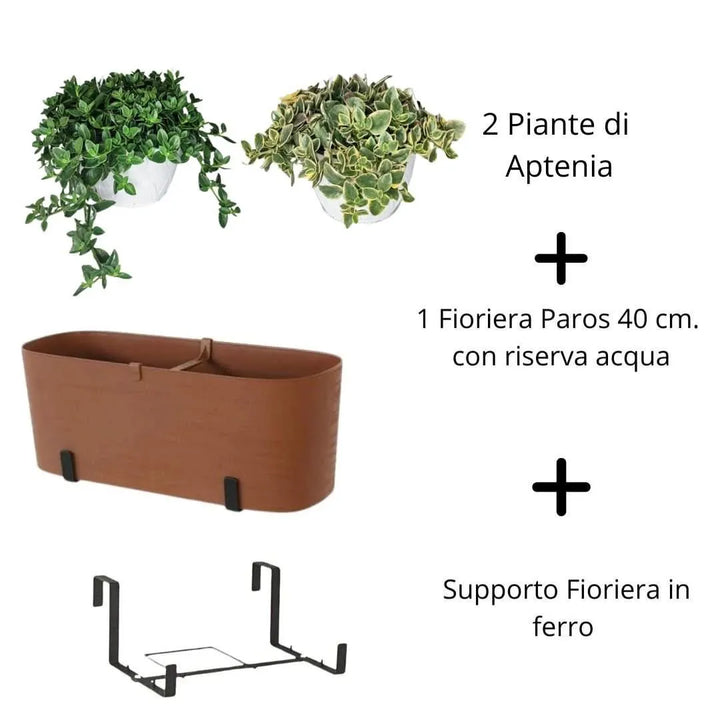 Set completo con piante, fioriera e supporto in ferro