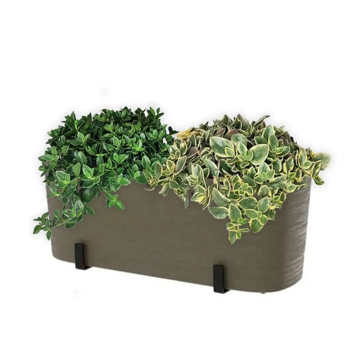 Fioriera beige con Aptenia in cascata – dettaglio