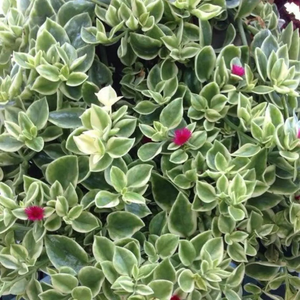 Dettaglio del fogliame variegato e dei piccoli fiori fucsia della Aptenia Variegata, pianta ornamentale da esterno
